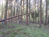 Maibaum_2016 (45).JPG